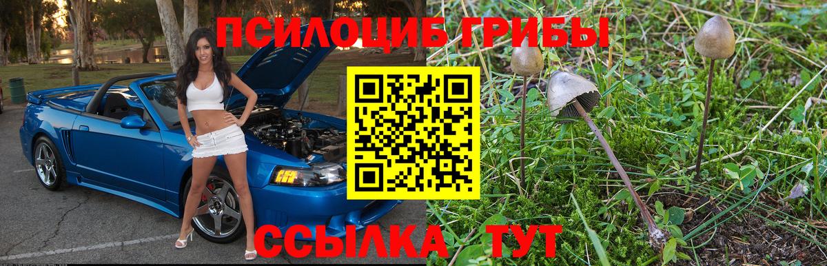 Галлюциногенные грибы Psilocybine cubensis Нововоронеж